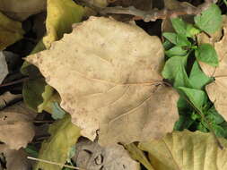 Image of Chinese white poplar