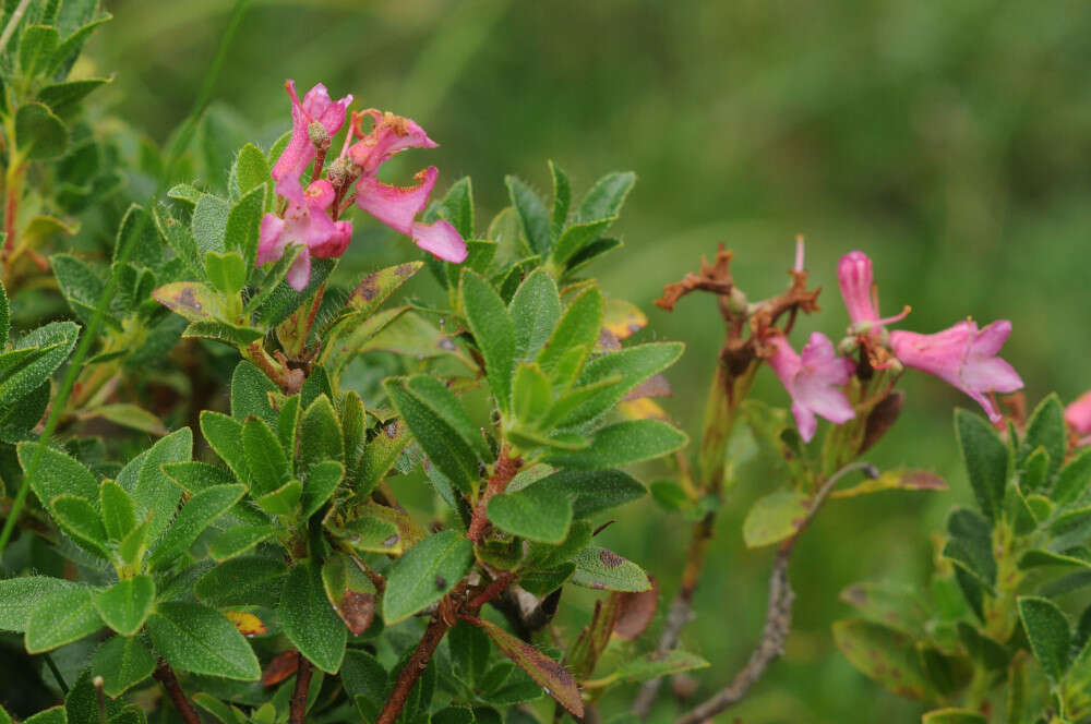 Image of Hairy Alpenrose