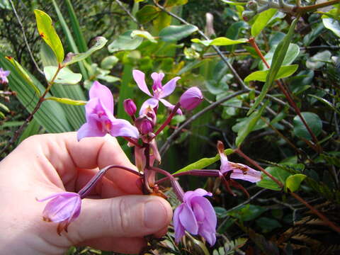 Sivun Spathoglottis plicata Blume kuva