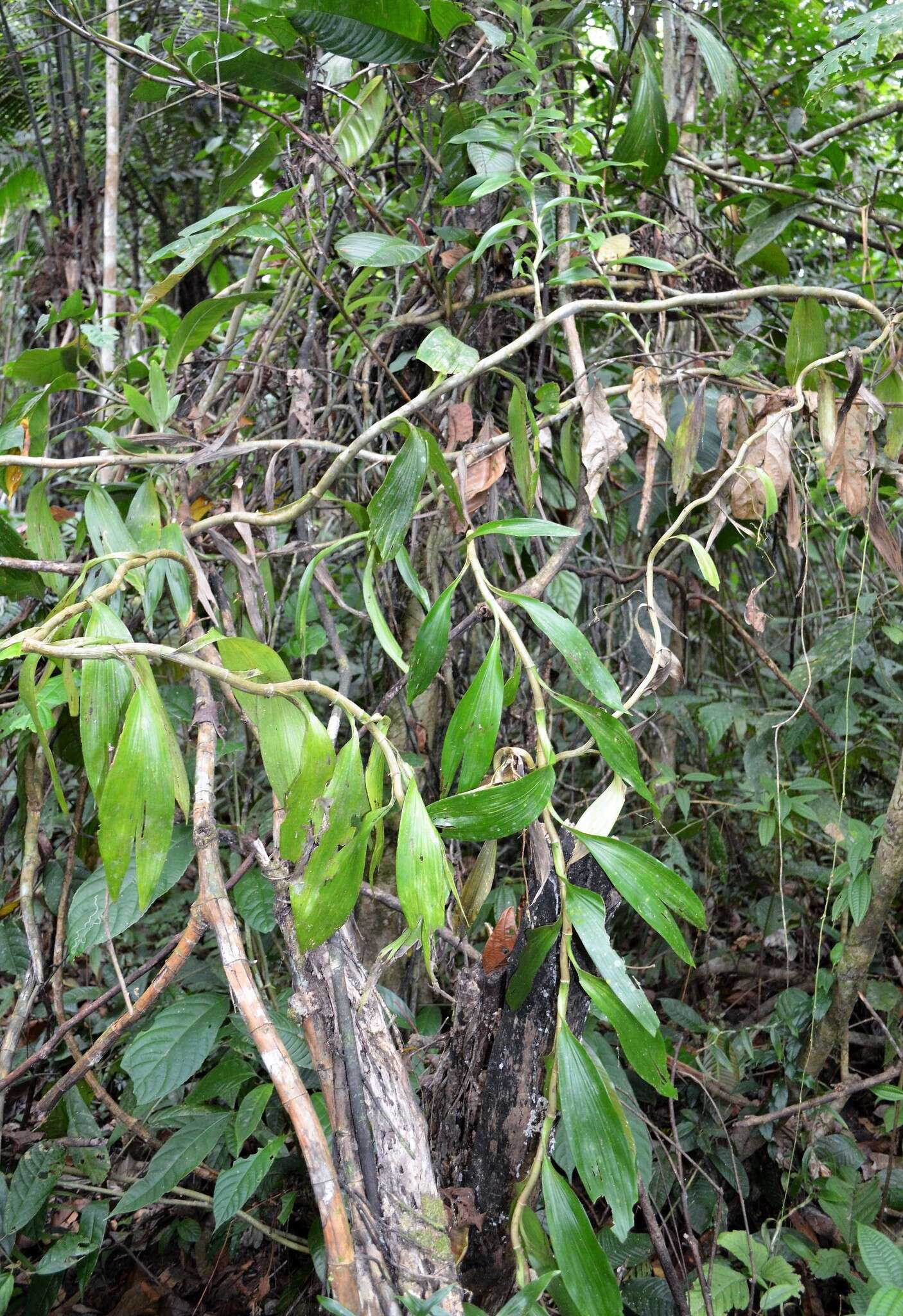 Image of Thoracocarpus