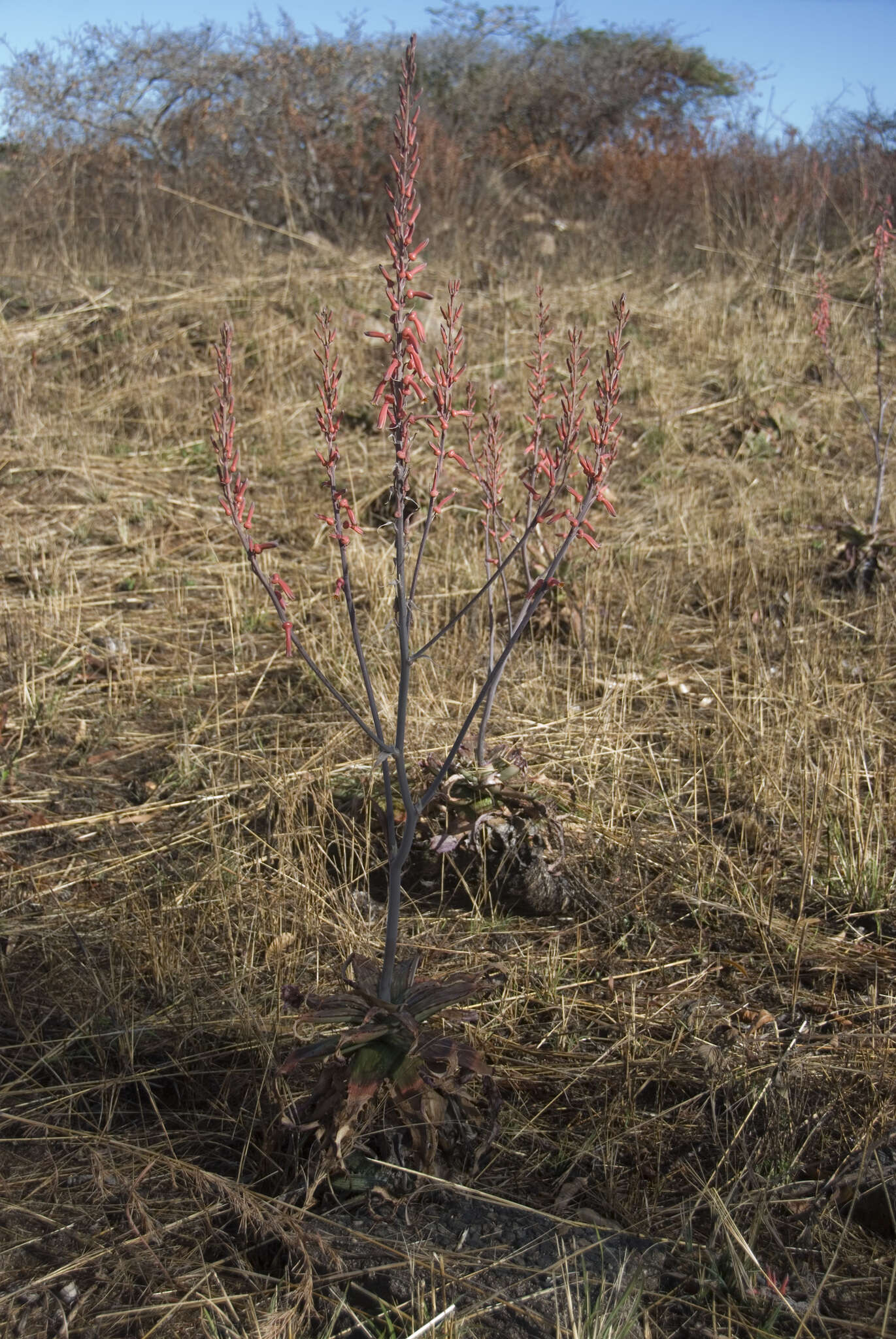 Image of Aloe greatheadii Schönland