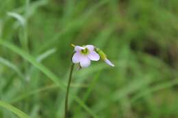 Sivun Oxalis cuatrecasasii A. Lourteig kuva