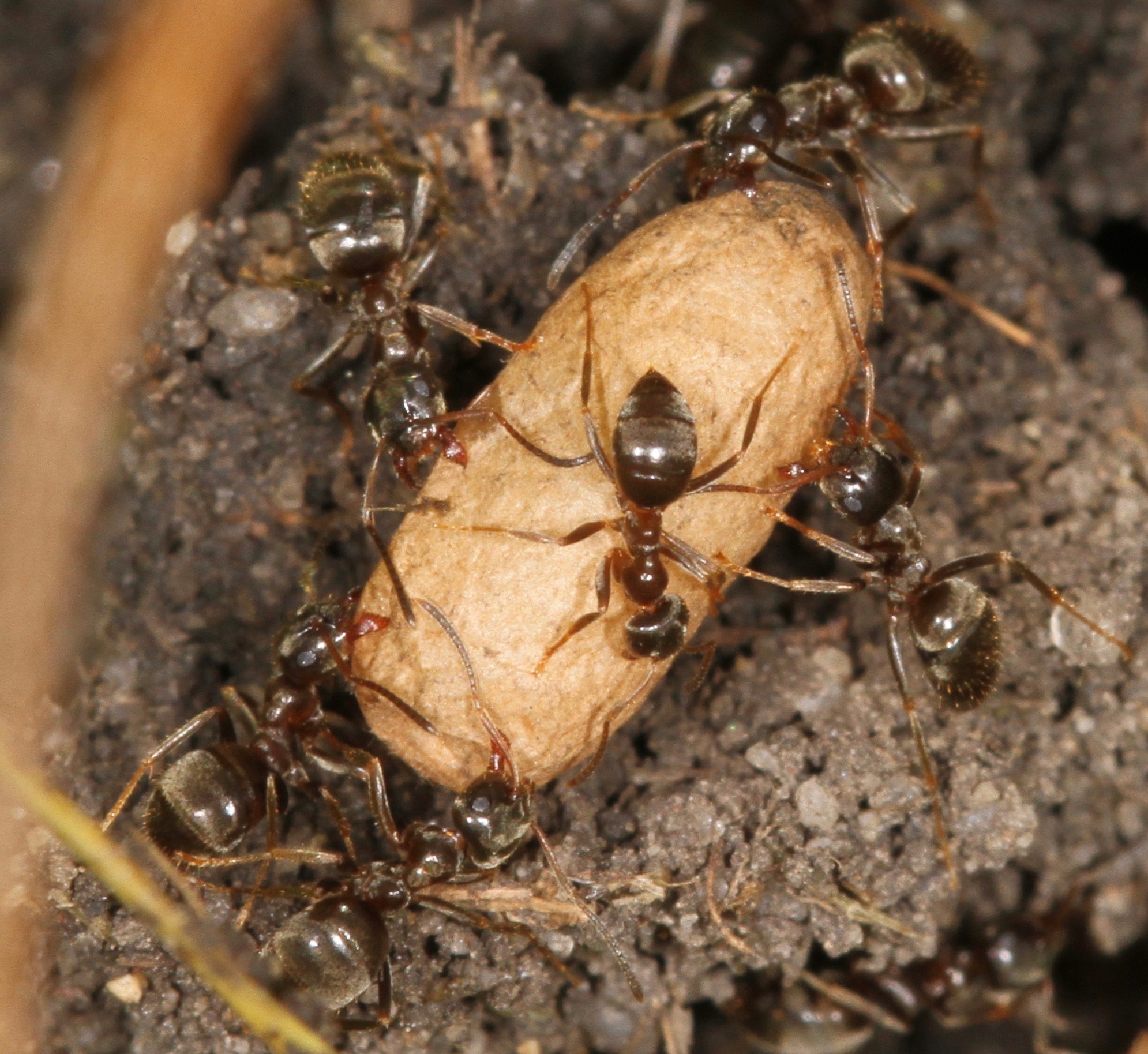 Image of Small black ant