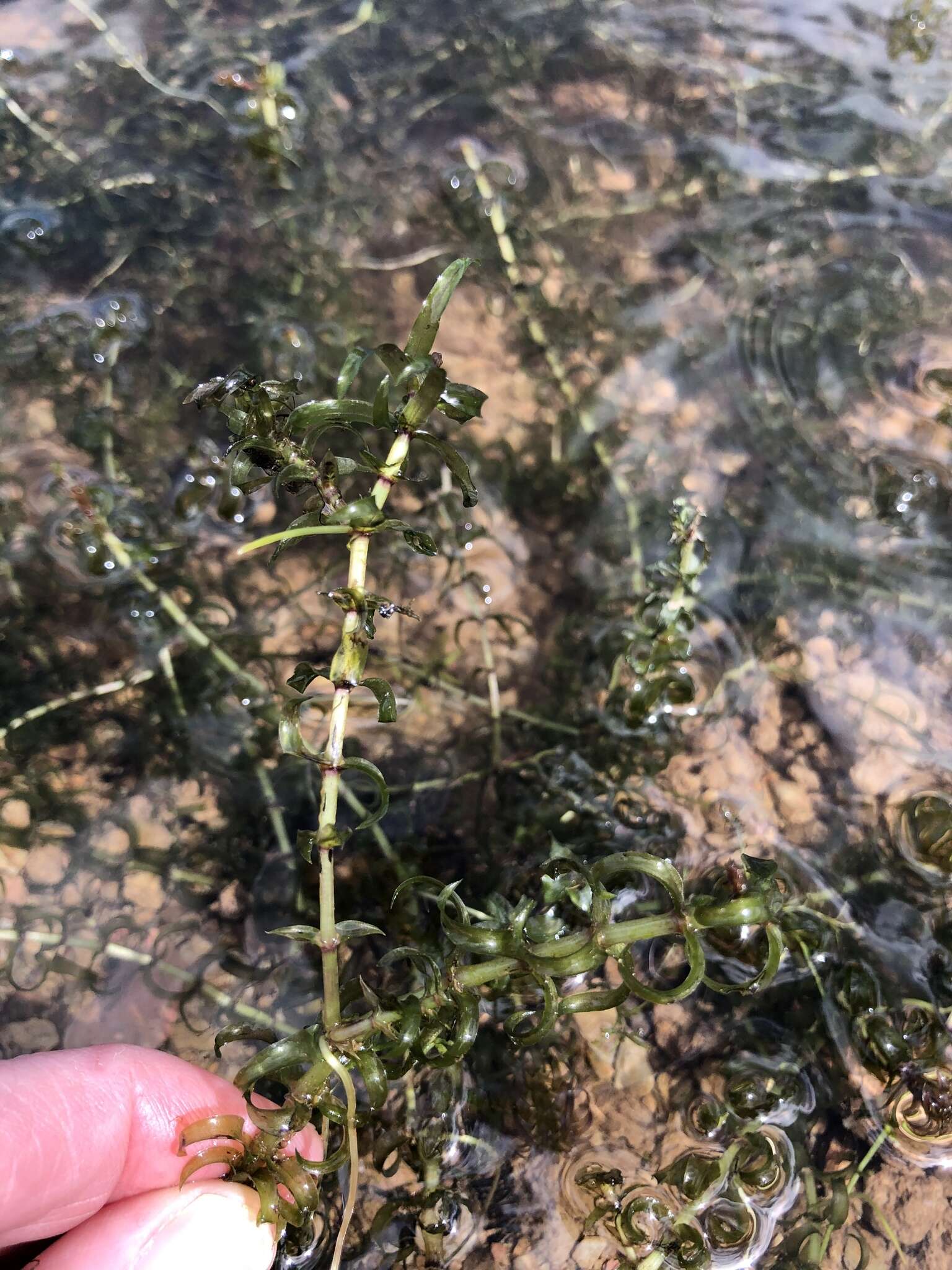 Image of western waterweed