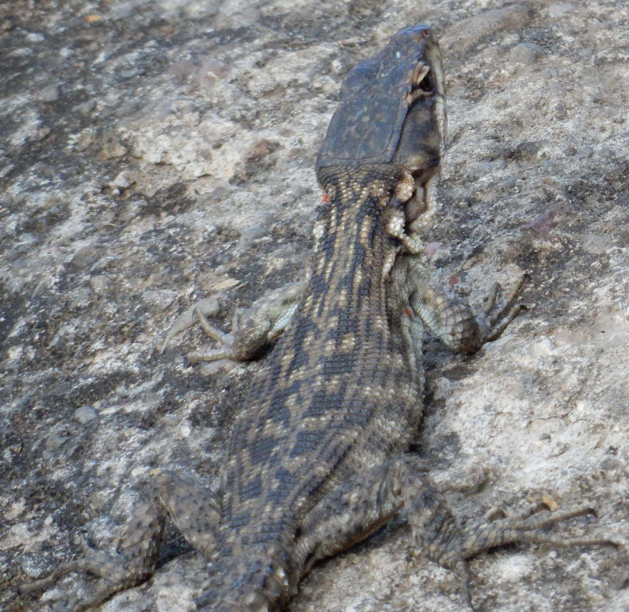 Image de Lézard des rochers du Drakensberg