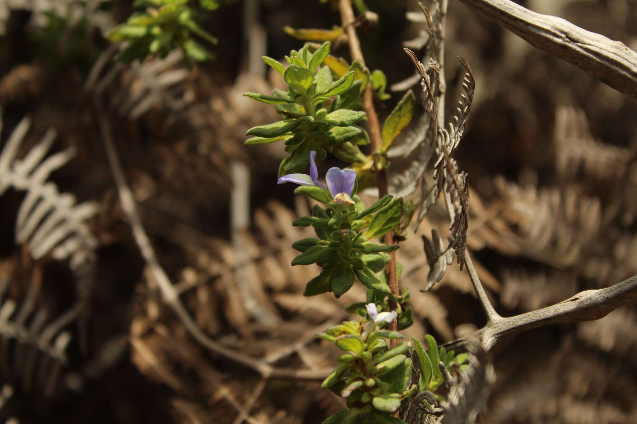 Plancia ëd Achetaria bicolor Pennell