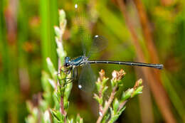 Image of Griseargiolestes eboracus (Tillyard 1913)