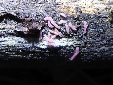 Image of Ischnocybe plicata Cook & Loomis 1928