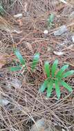 Image of Florida arrowroot