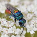 Image of <i>Chrysis scutellaris</i>