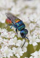 <i>Chrysis scutellaris</i> resmi