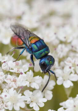 <i>Chrysis scutellaris</i> resmi