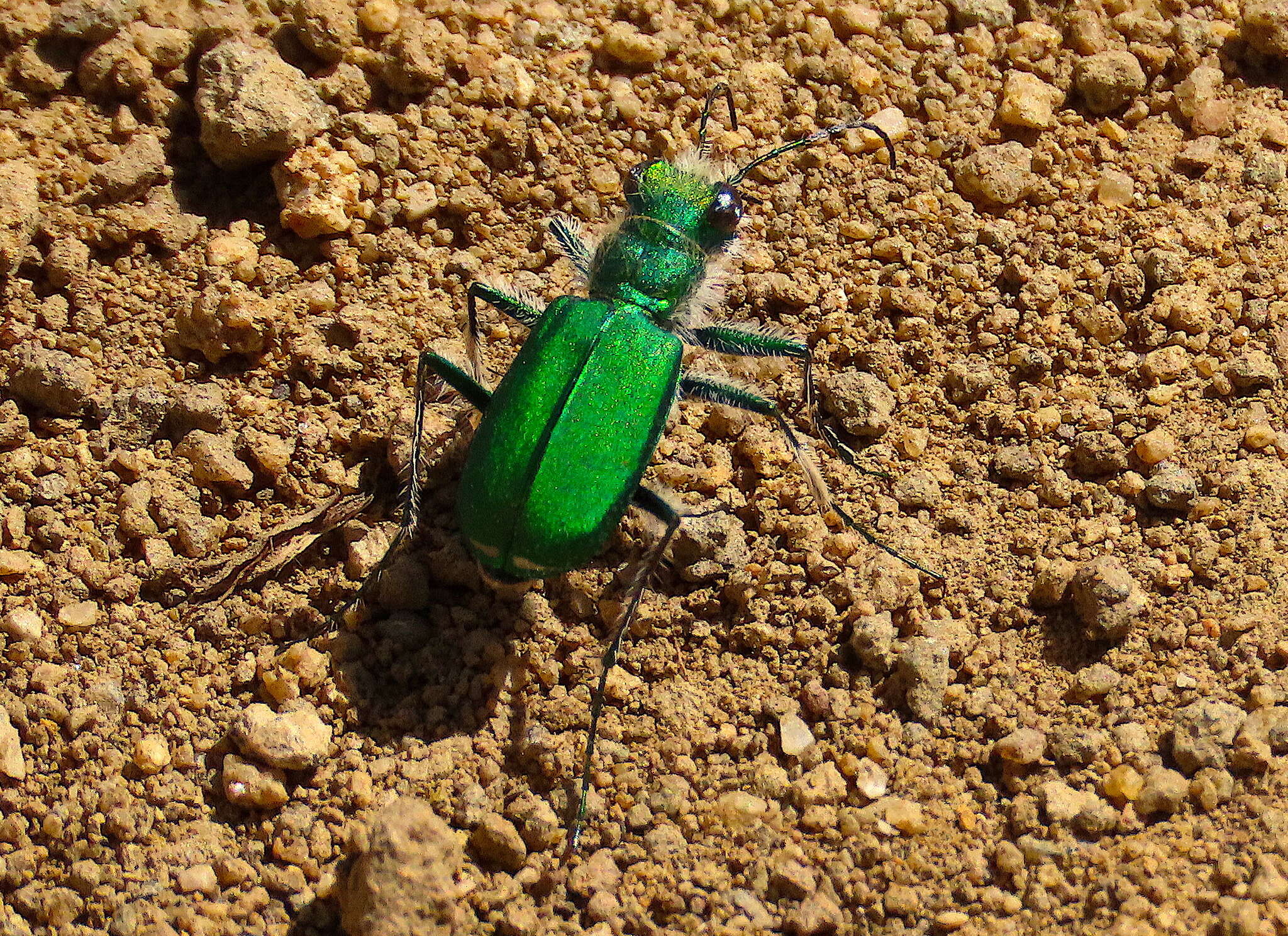 Image de Cicindela (Cicindela) denverensis Casey 1897