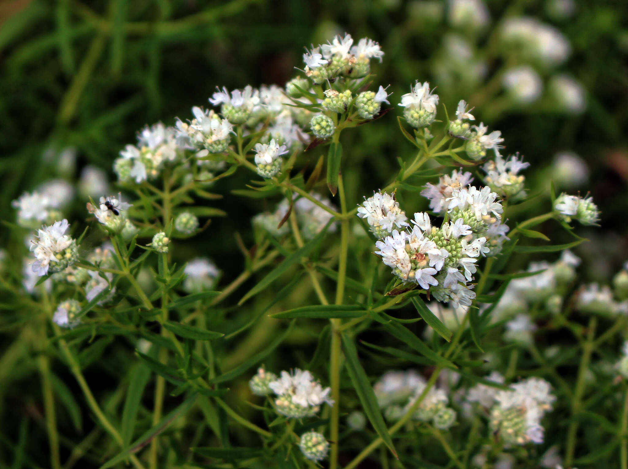 Image of Virginia mountainmint