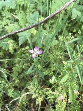 Image of Campo clarkia