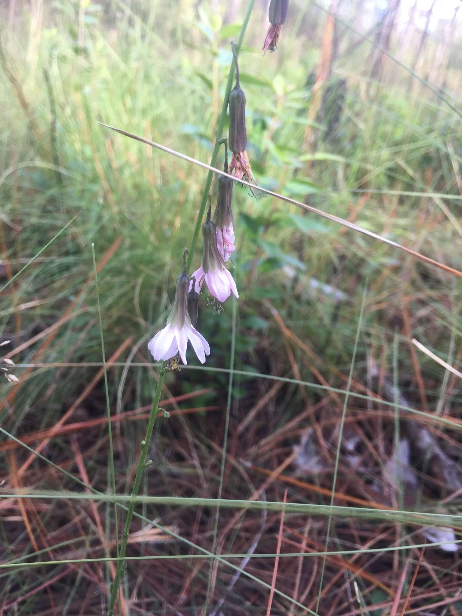 Image of Slender Rattlesnake-Root