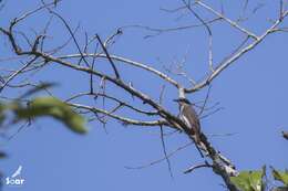 Image of Malabar Woodshrike