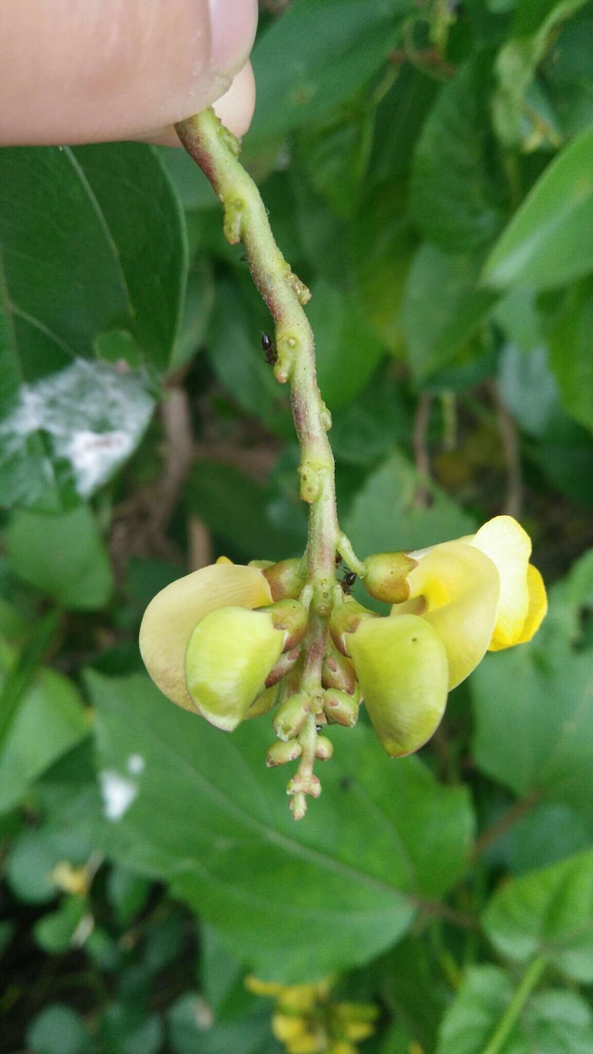 Image of notched cowpea