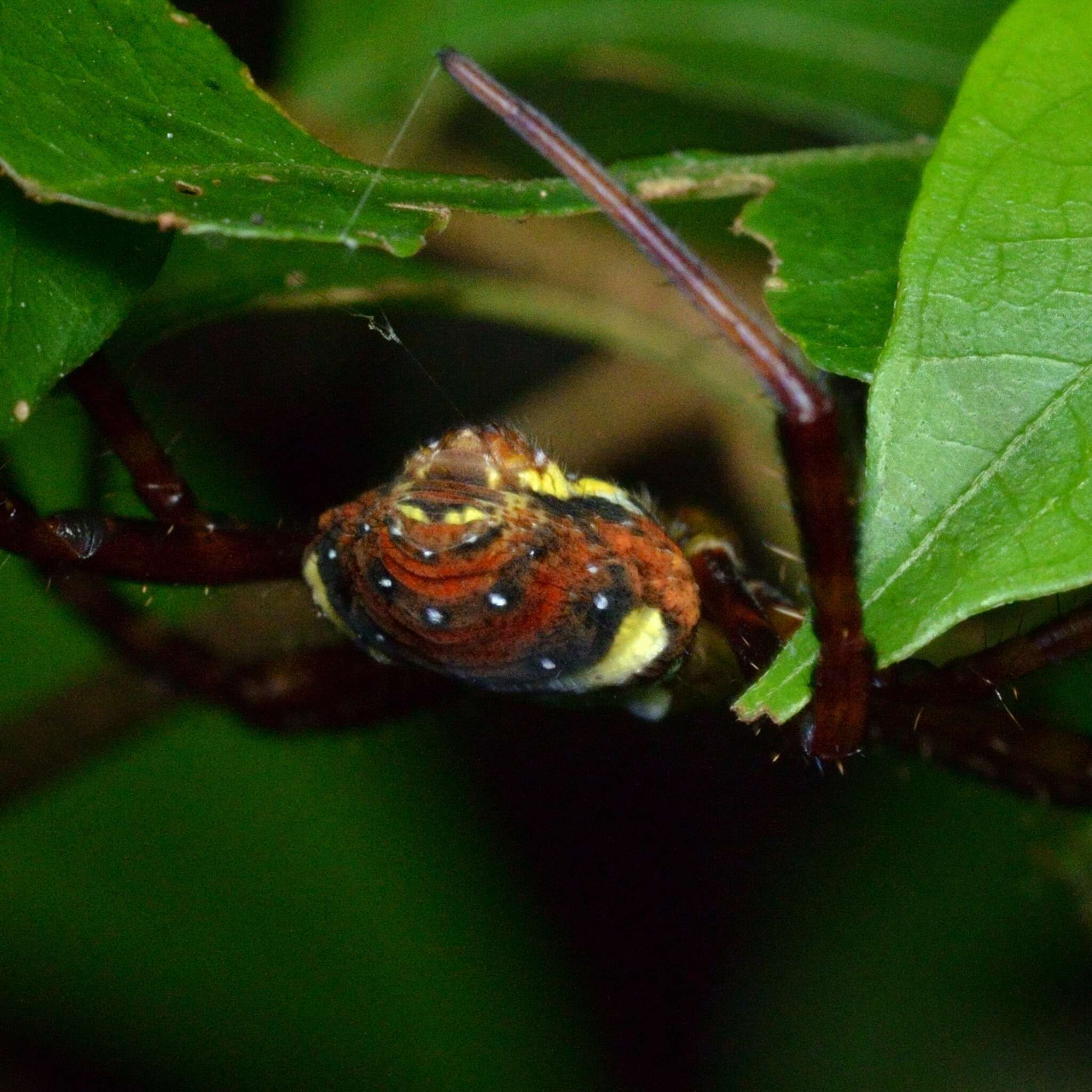 Imagem de Argiope vietnamensis Ono 2010