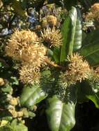 Image of Allspice