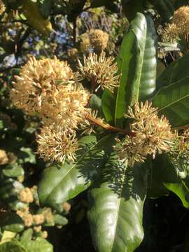 Image of Allspice