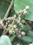 Image of Miconia cataractae Triana