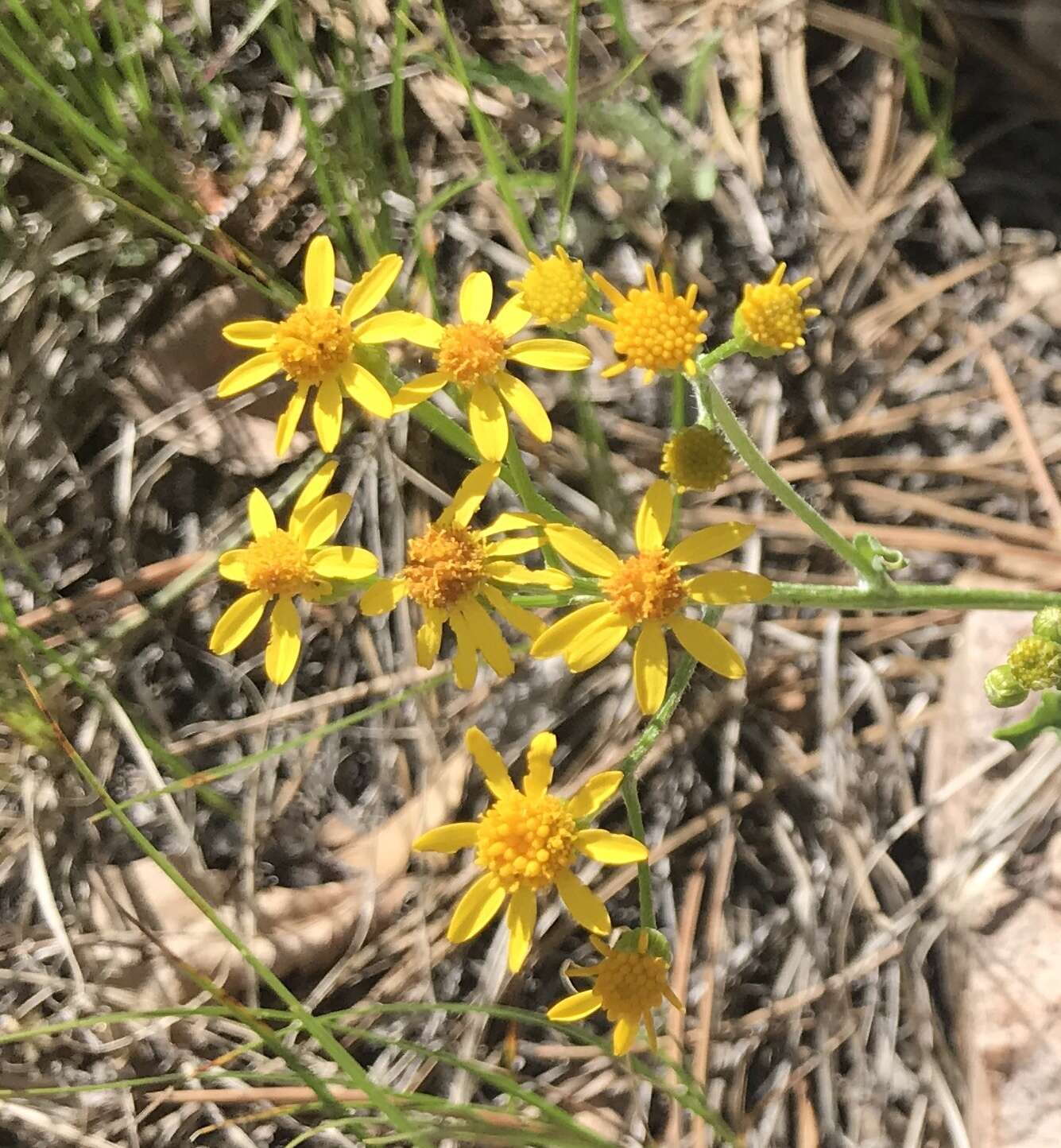 Image of Fendler's ragwort