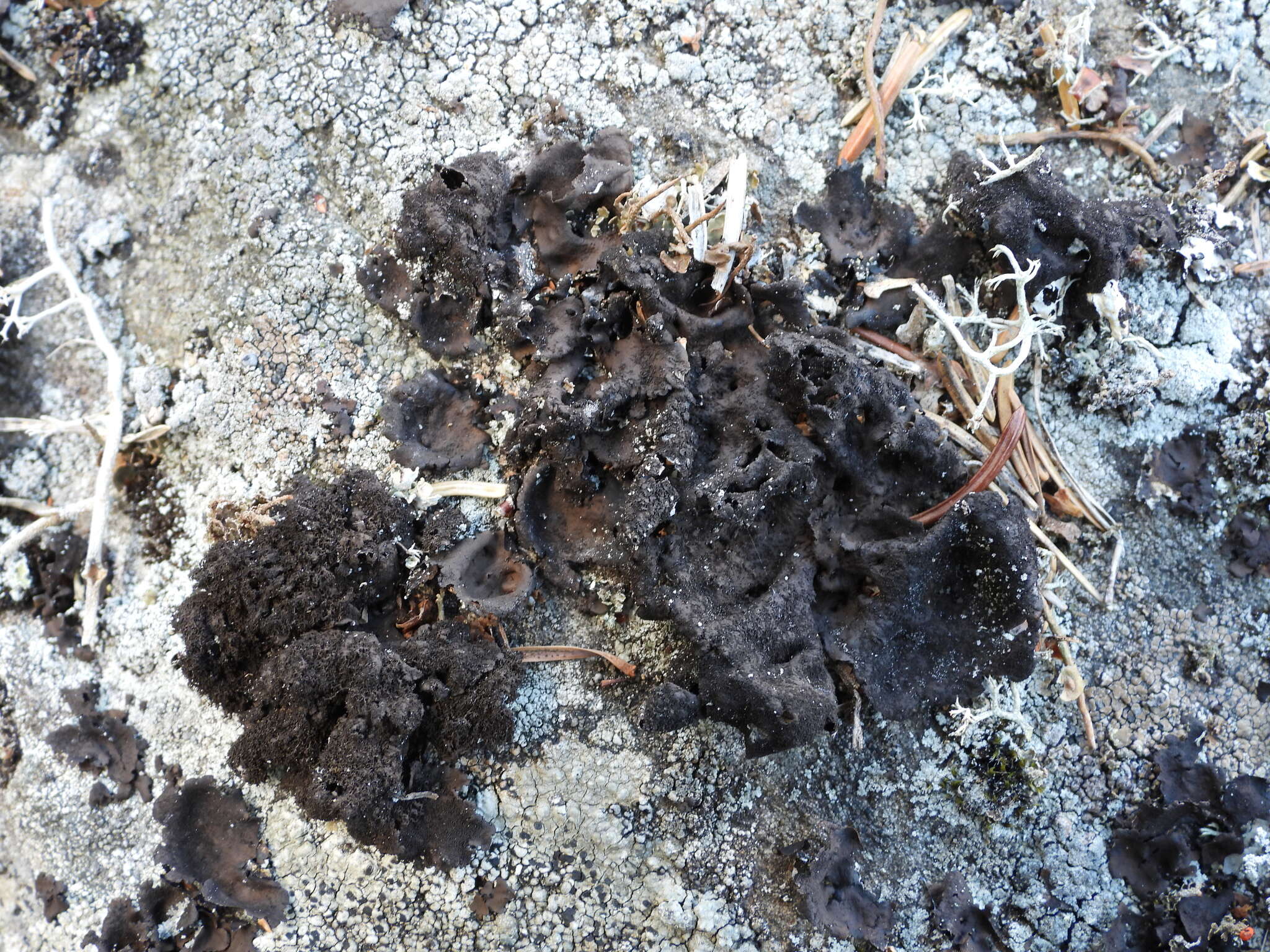 Image of Peppered rock tripe lichen