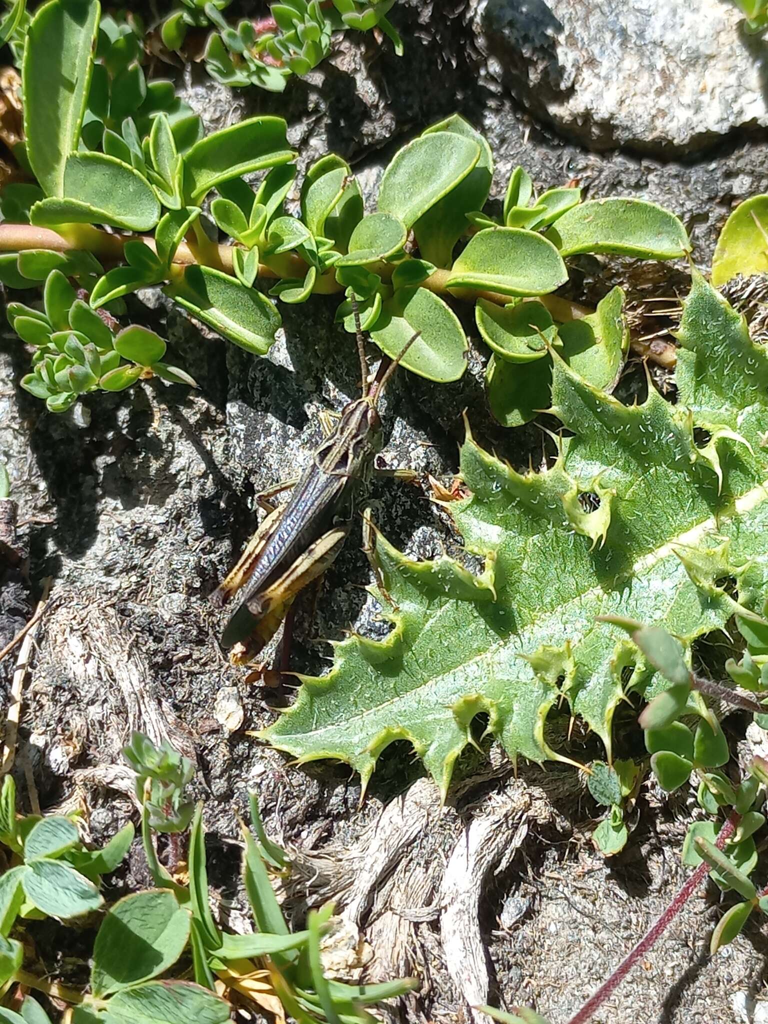 Image of Stenobothrus cotticus Kruseman & Jeekel 1967