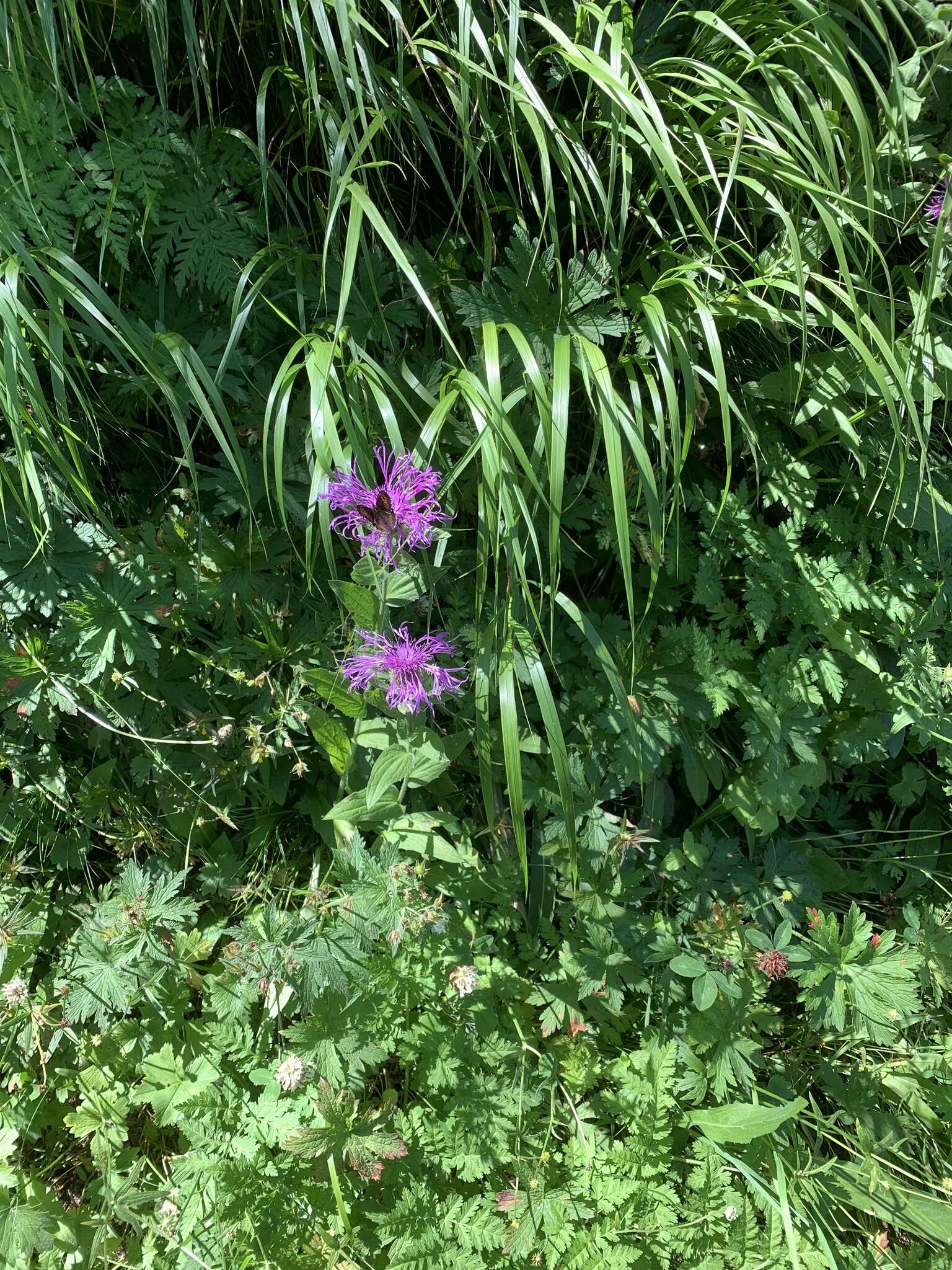 Centaurea nervosa Willd. resmi