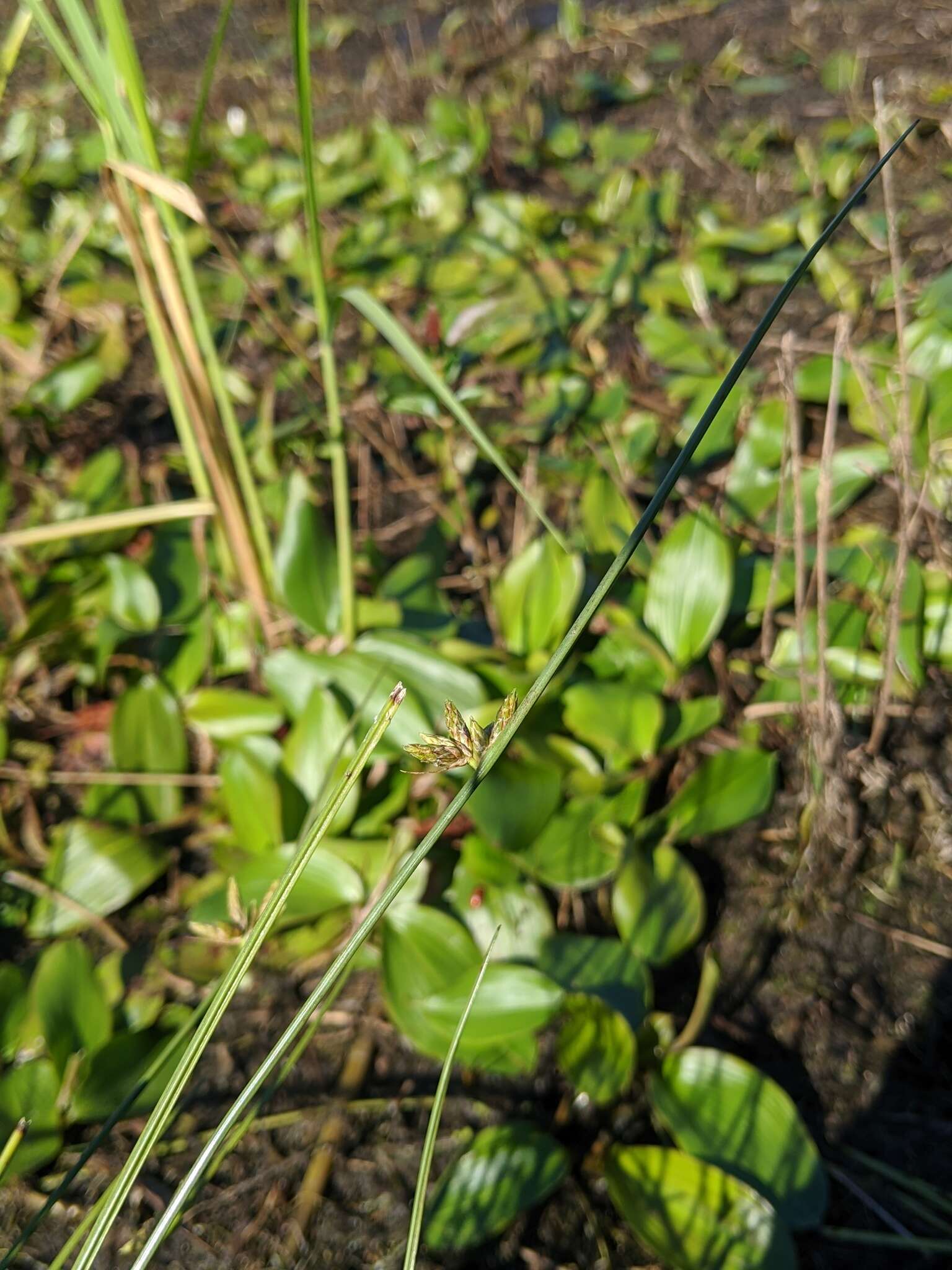 Sivun Schoenoplectiella hallii (A. Gray) Lye kuva