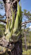 Imagem de Tillandsia seleriana Mez