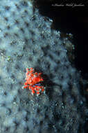 Image of cryptic teardrop crab
