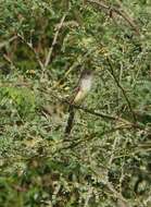 Image of Stolid Flycatcher