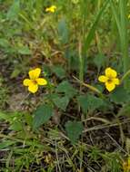 Image of goosefoot violet