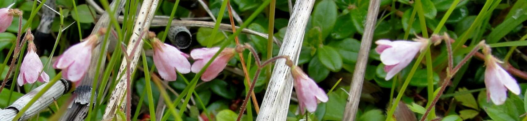 Image of Linnaea borealis var. borealis