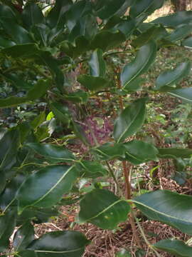 Image of Flindersia bennettii F. Müll. ex C. Moore