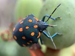 Image of Pachycoris fabricii (Burmeister 1835)