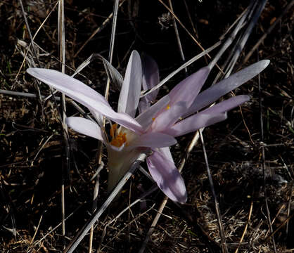 Image of Colchicum hierosolymitanum Feinbrun