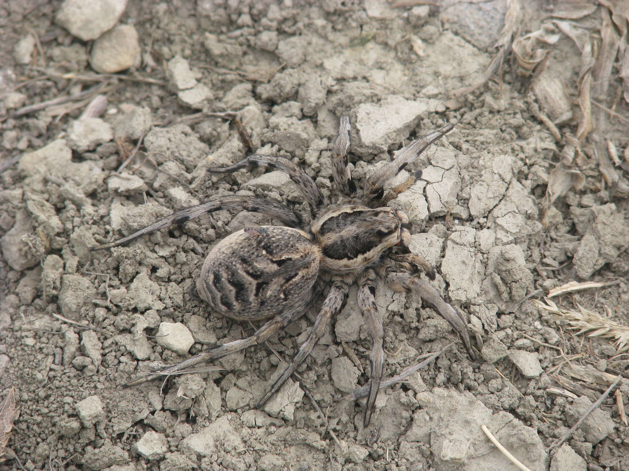 Image of Lycosa praegrandis C. L. Koch 1836