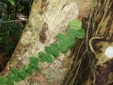 Image of Monstera dubia (Kunth) Engl. & K. Krause