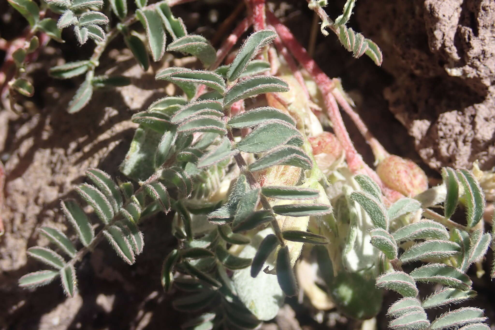 Image of freckled milkvetch