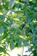 Image of Eastern Wood Pewee