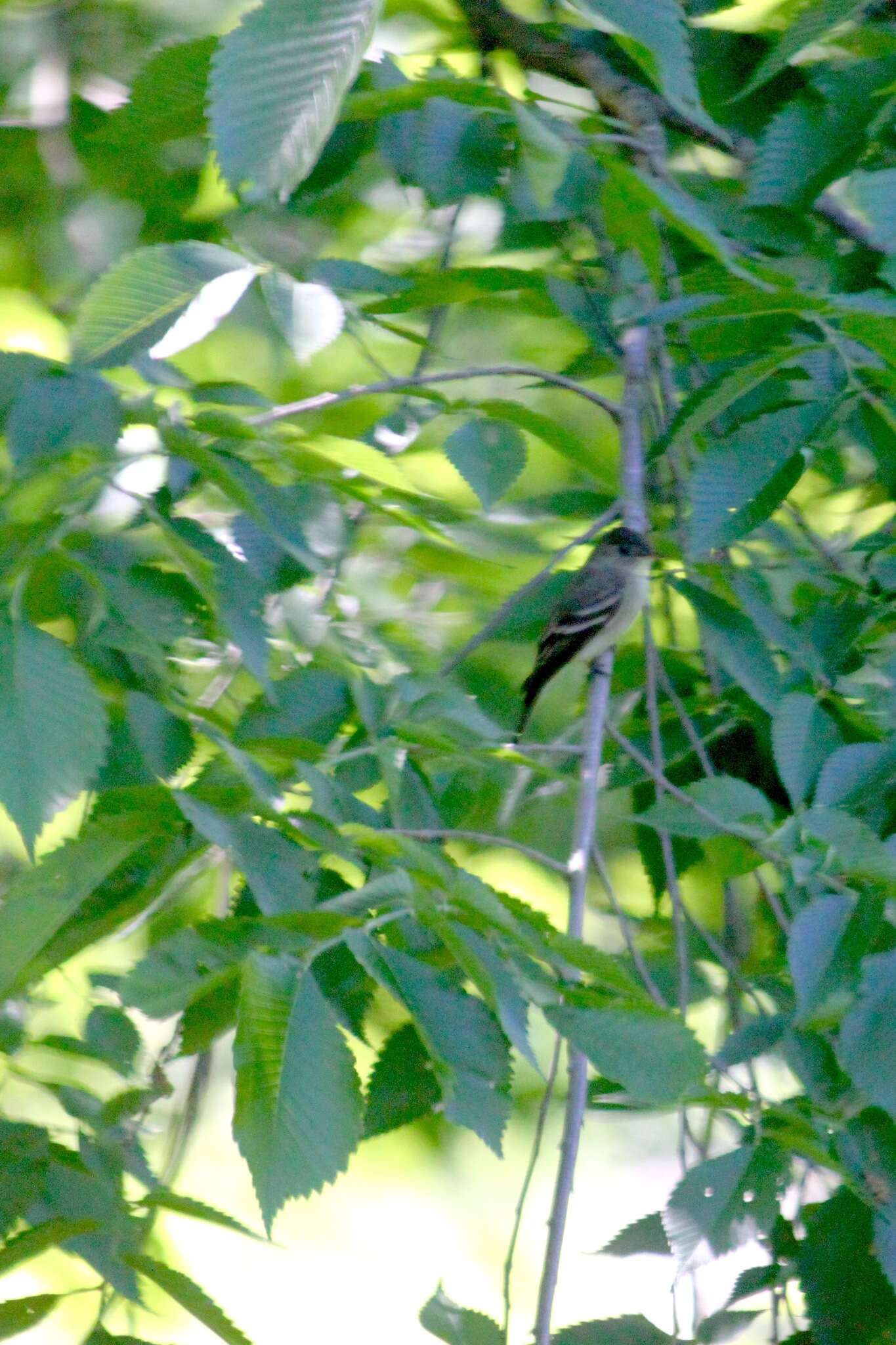 Image of Eastern Wood Pewee