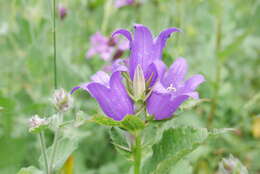 Imagem de Campanula glomerata subsp. hispida (Witasek) Hayek