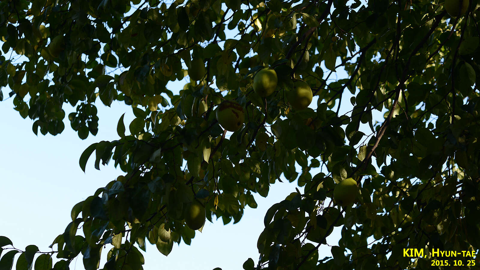 Image of Chinese-quince