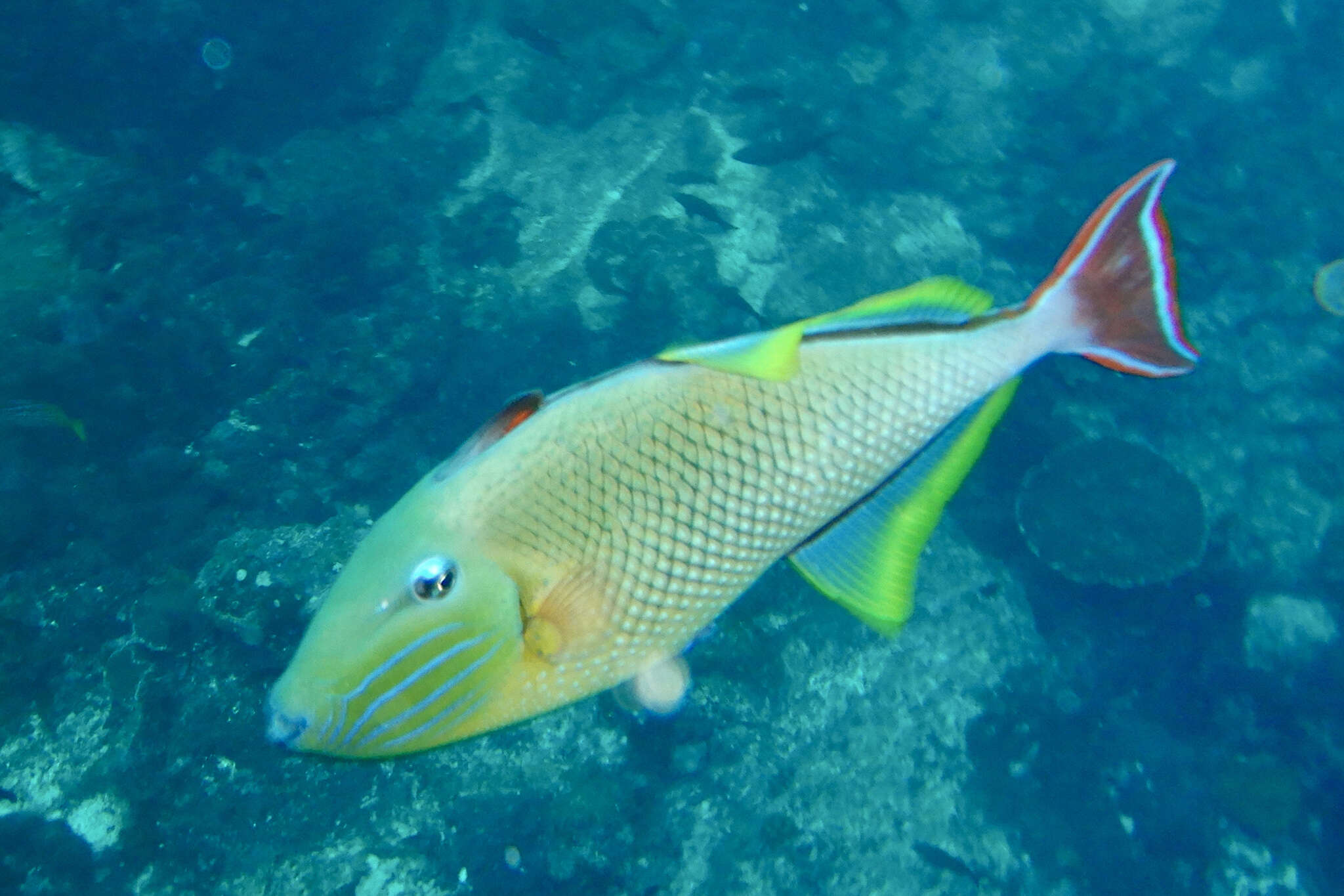 Image of Blue-throat Trigger