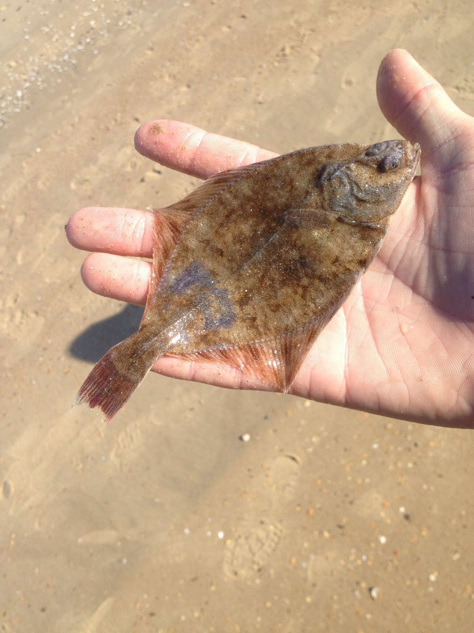 Image of Starry flounders