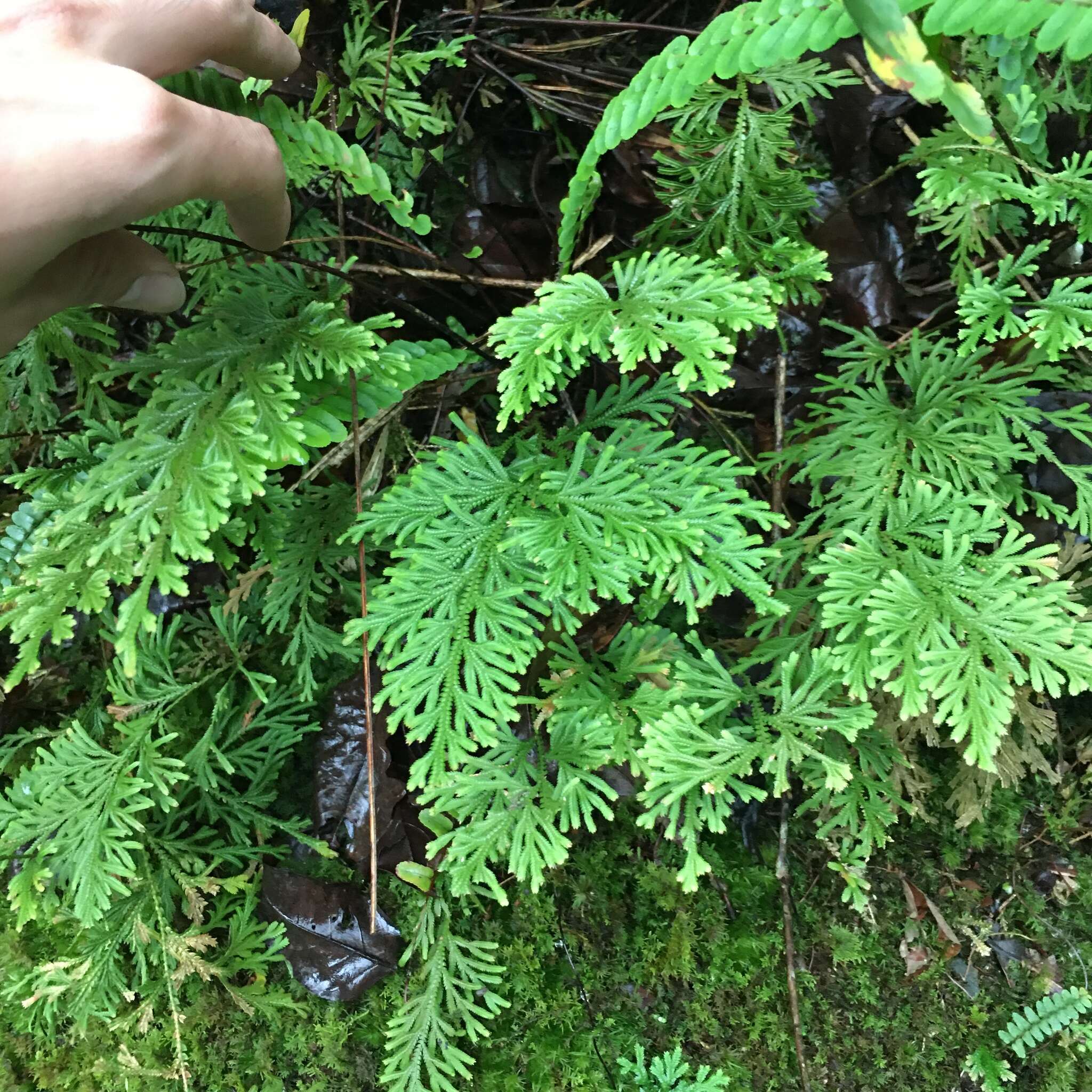 Image of medicinal spikemoss