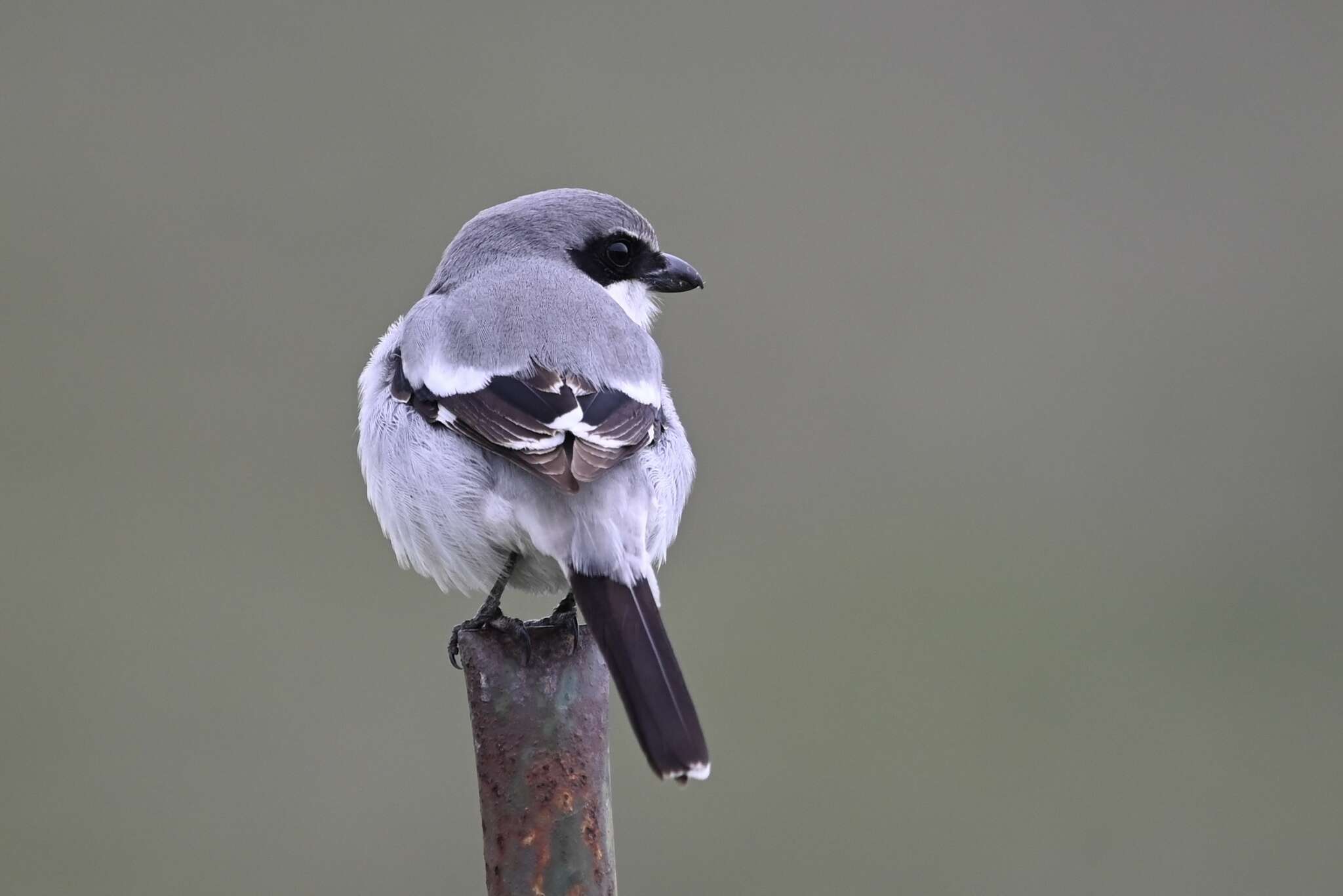 Image of Lanius ludovicianus gambeli